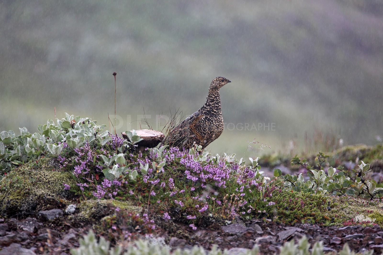 Lagopède sous la pluie